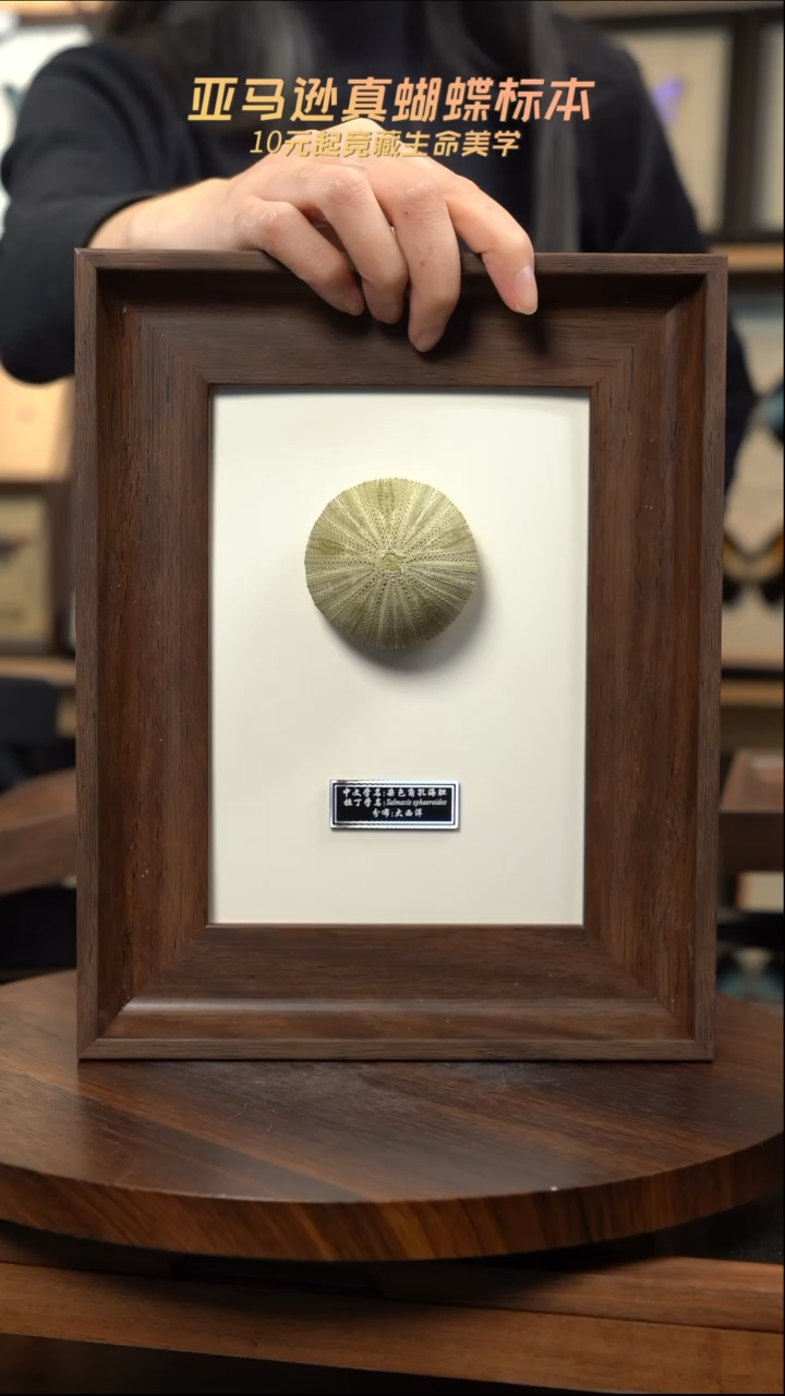 绿海胆标本摆件 