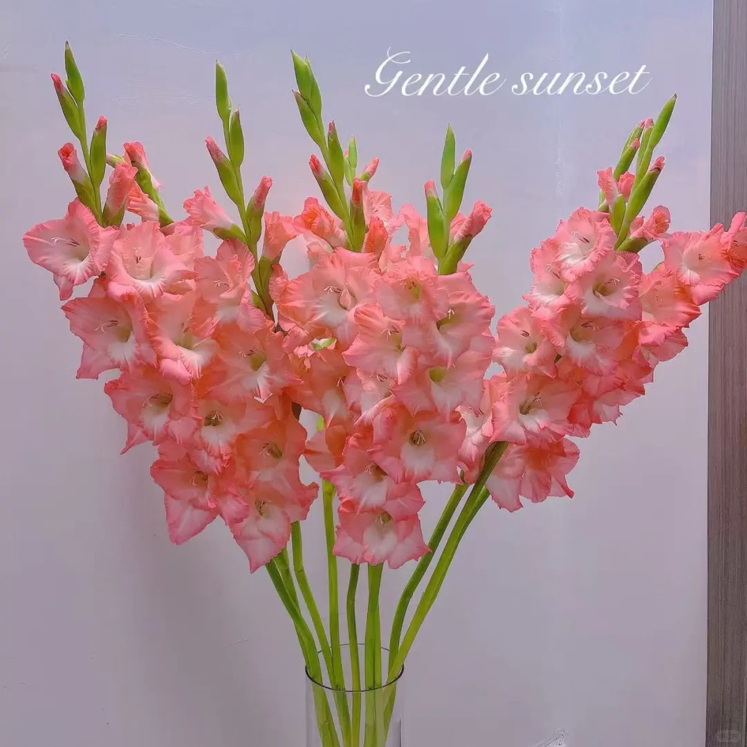 【阳光粉剑兰】剑兰鲜切花 氛围感花材 云南基地现采现发 顺丰包邮