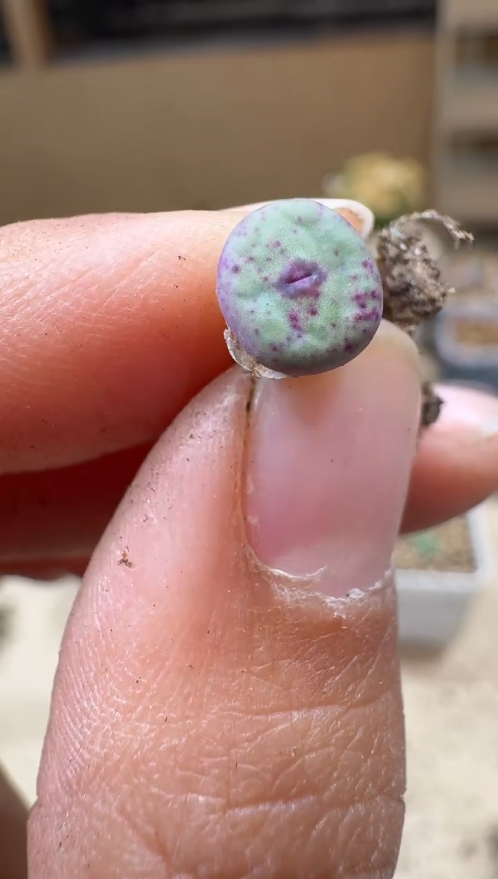 8-255多肉植物肉锥