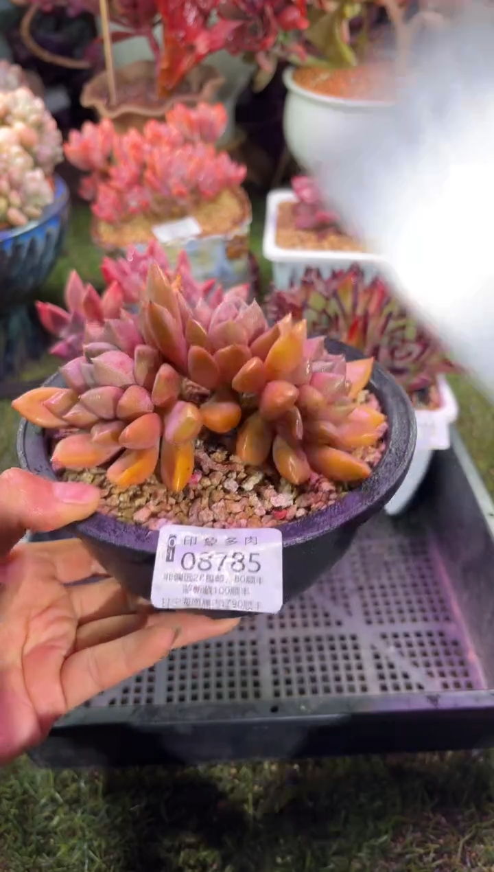 【闪购商品】08785