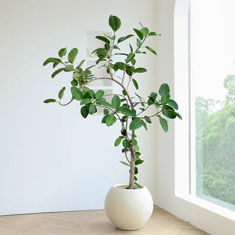 孟加拉蓉树网红大型绿植室内外好养客厅落地大气百搭高级