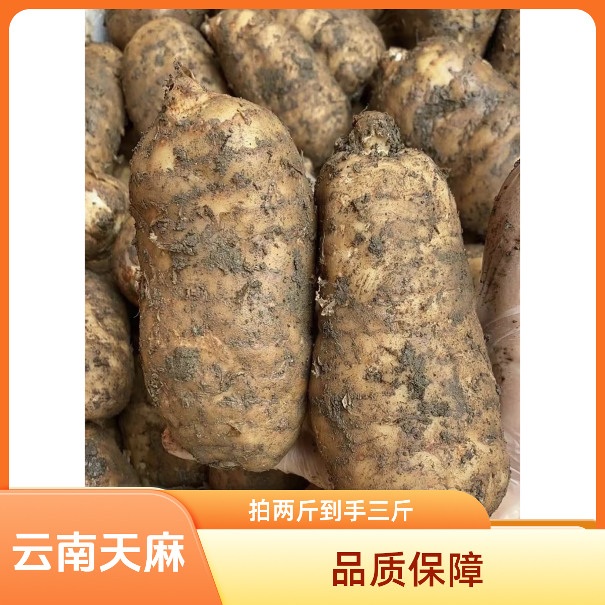 正宗小草坝乌天麻中果