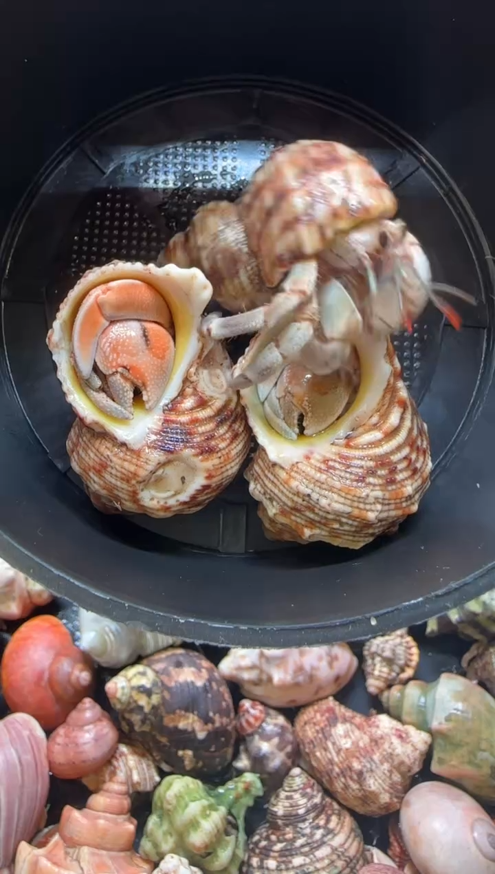1.7口三只包活到手两只