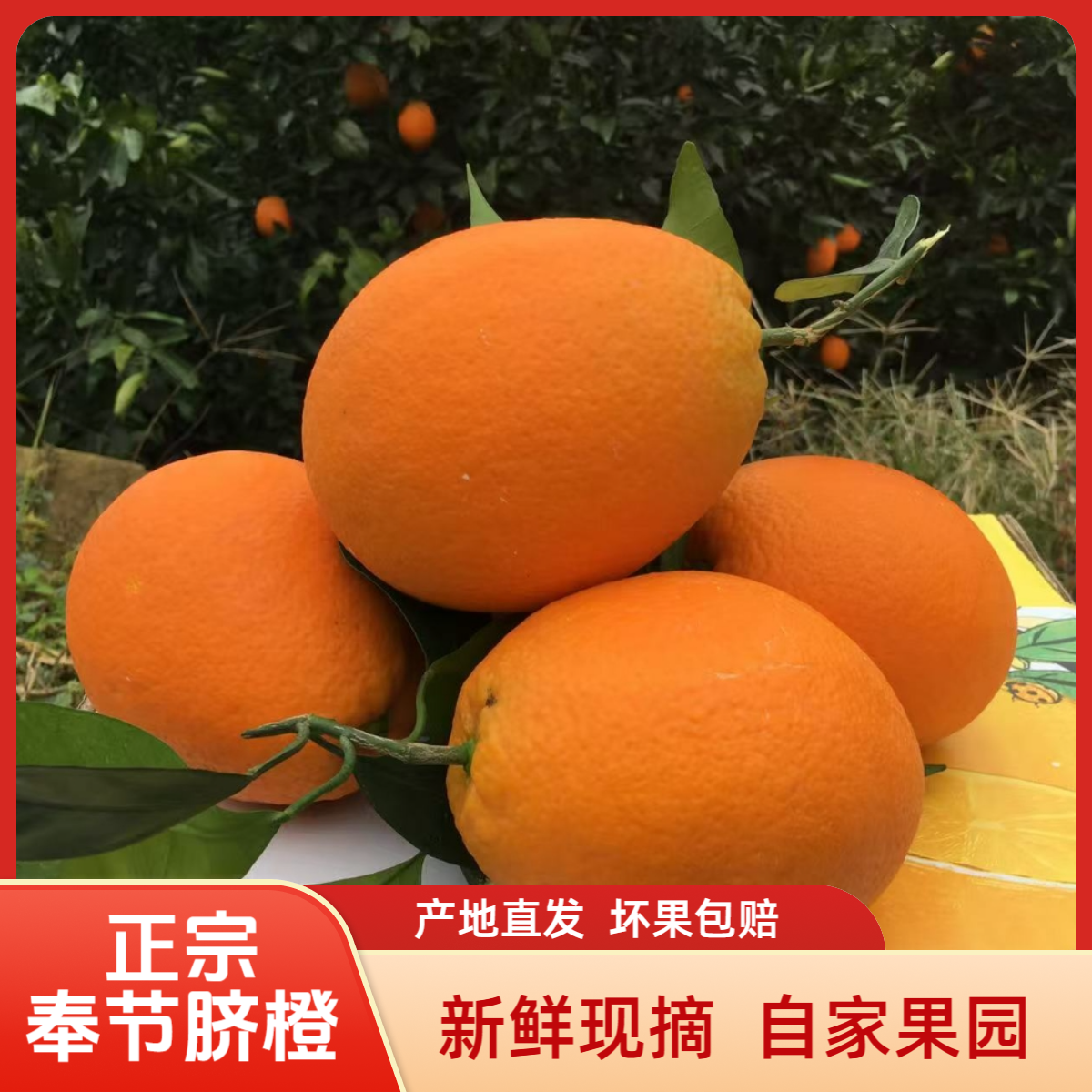 正宗奉节脐橙纽荷尔自家果园新鲜现摘果肉细嫩产地直发应季水果