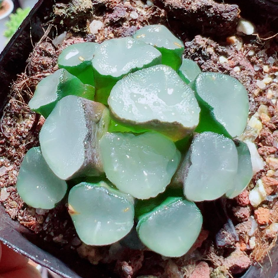 空门万象 十二卷万象多肉