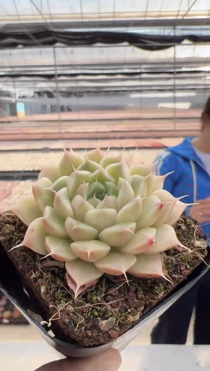 【闪购商品】新款多肉-94