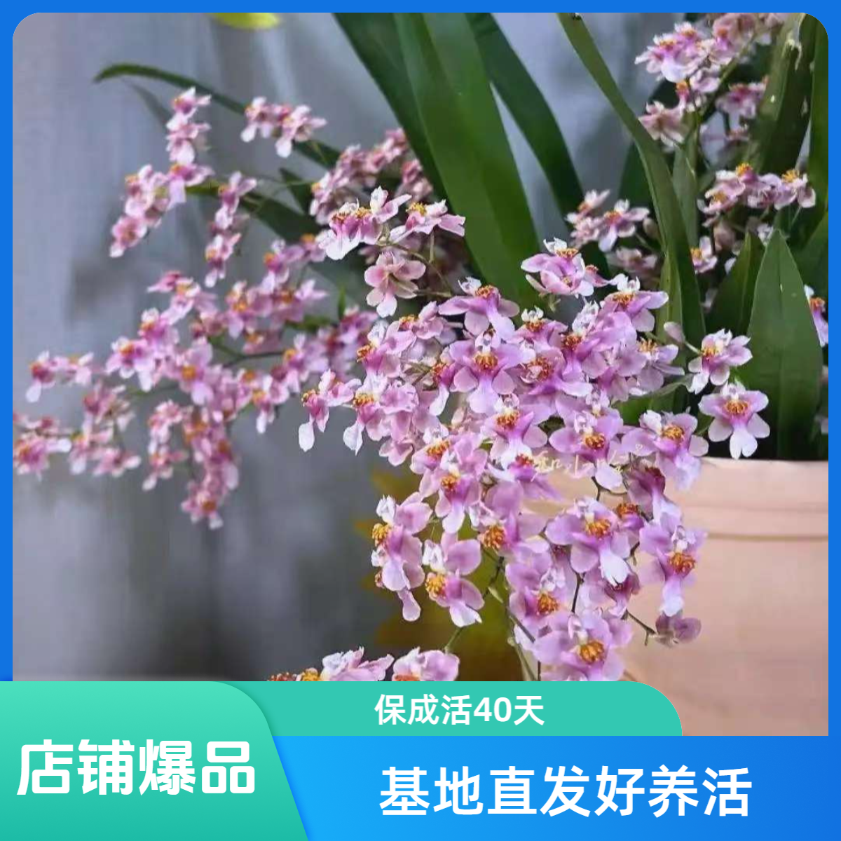 【梦香兰】光宗粉盆栽带花苞发货文心兰10-15支花剑兰花直播间绿植