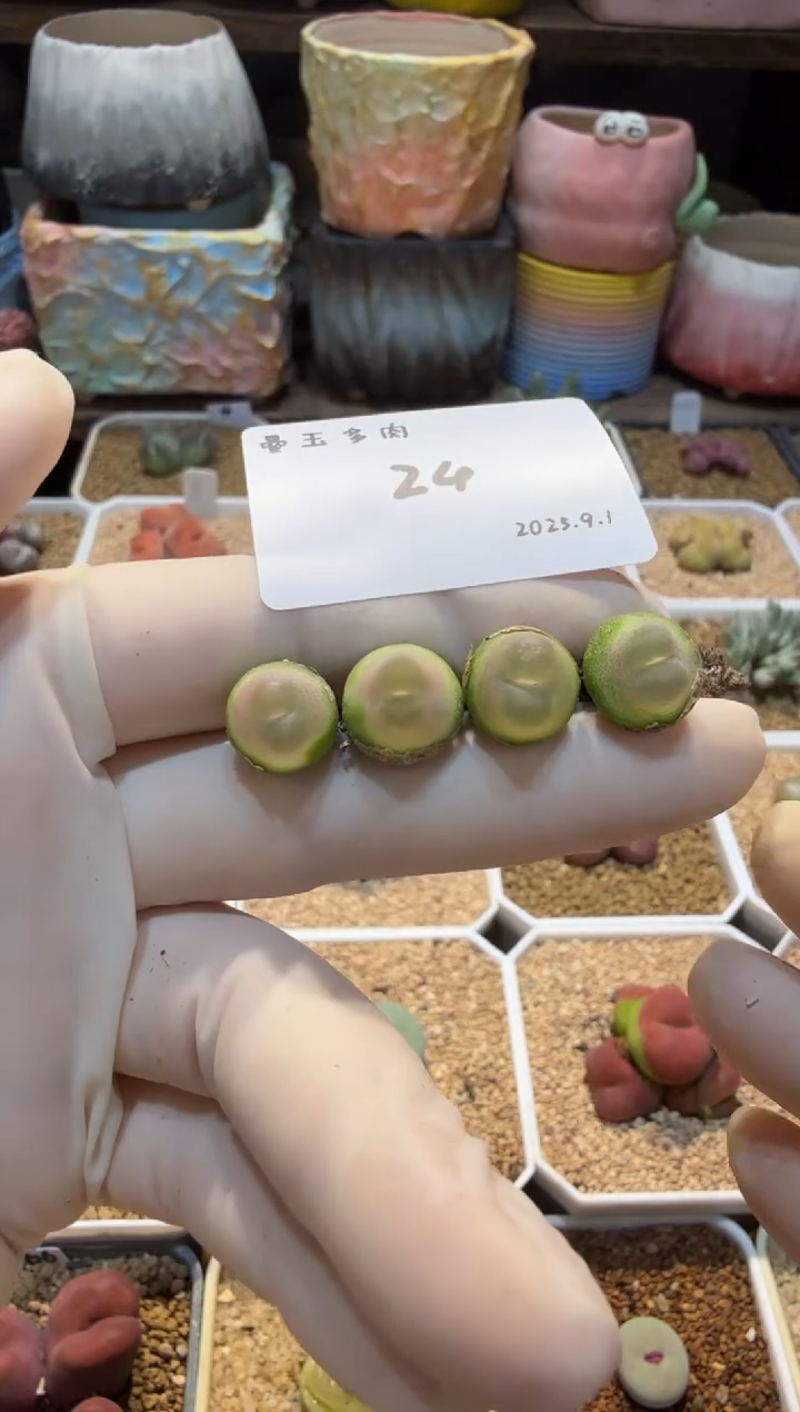 奶*25.9.1-24奶栗