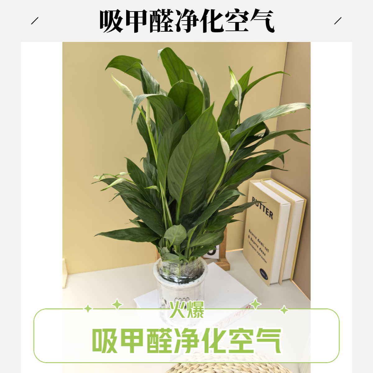 白掌盆栽一帆风顺绿萝箩花卉植物室内花水培红掌绿植发财树吸甲醛
