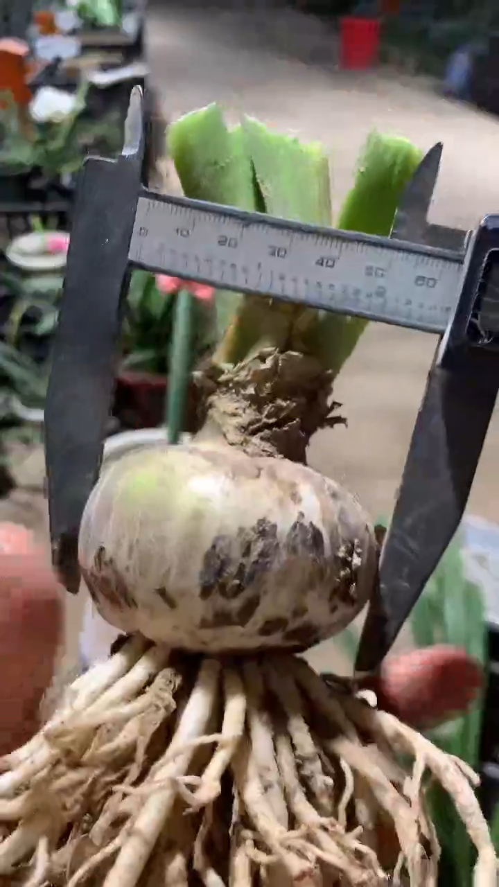 当前无花栽培后可以开花斯嘉丽6cm+