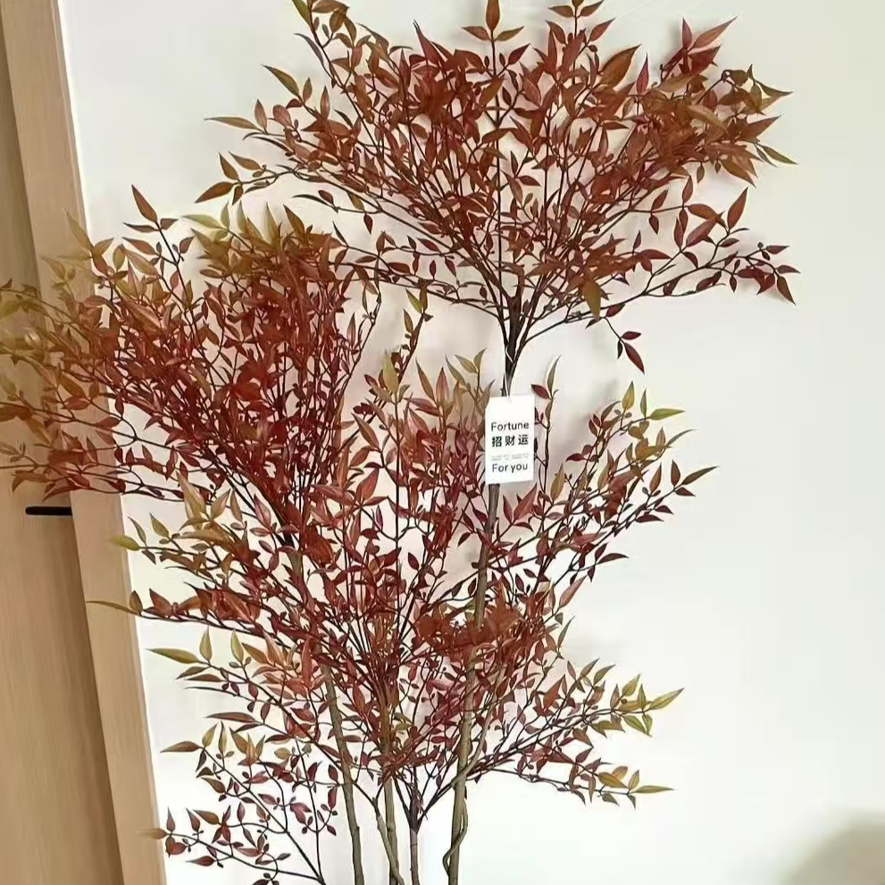 南天竹老桩盆栽室内外适用四季耐寒好养活可净化空气