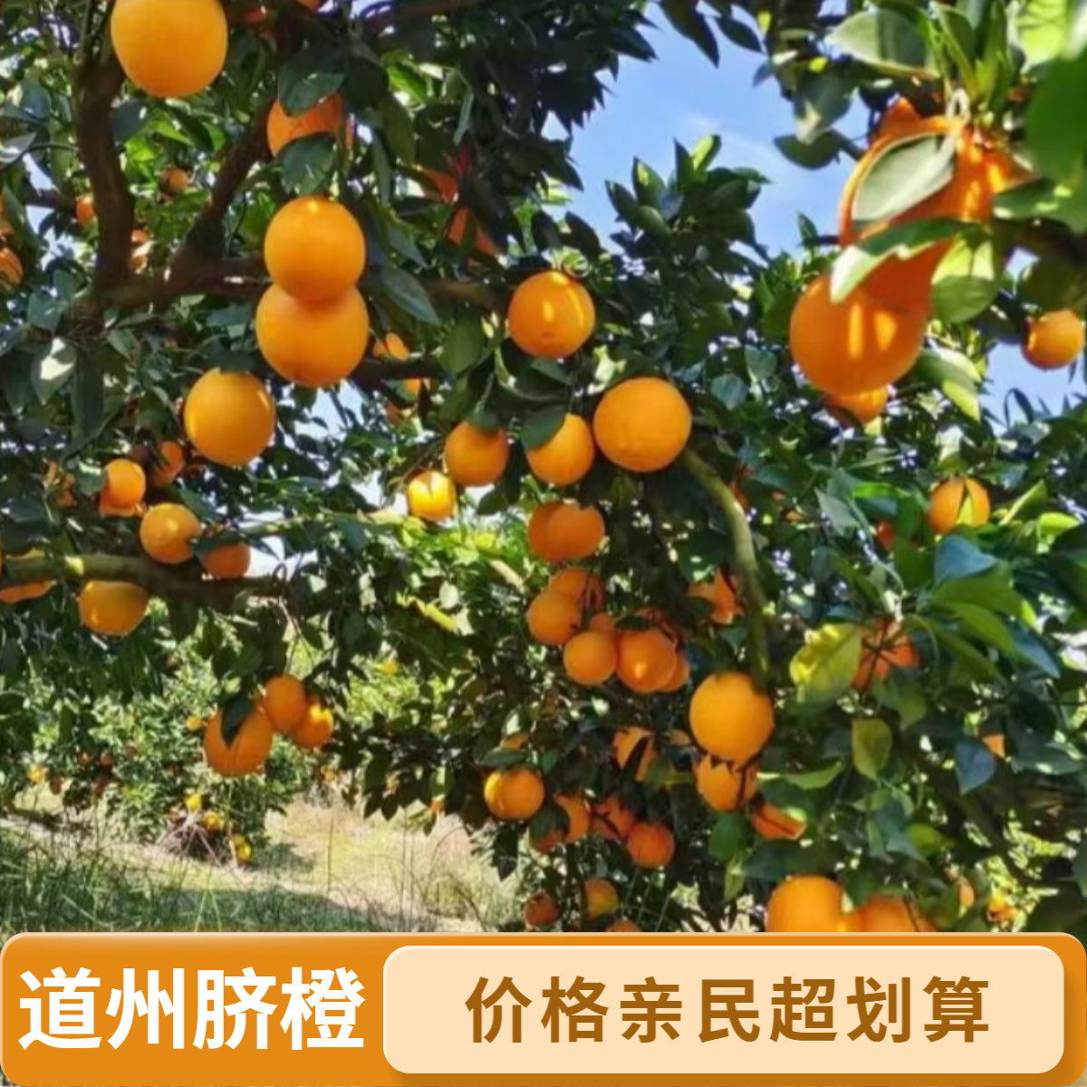 【道州脐橙】正宗纽荷尔脐橙湖南高山脐橙应季水果脆甜多汁