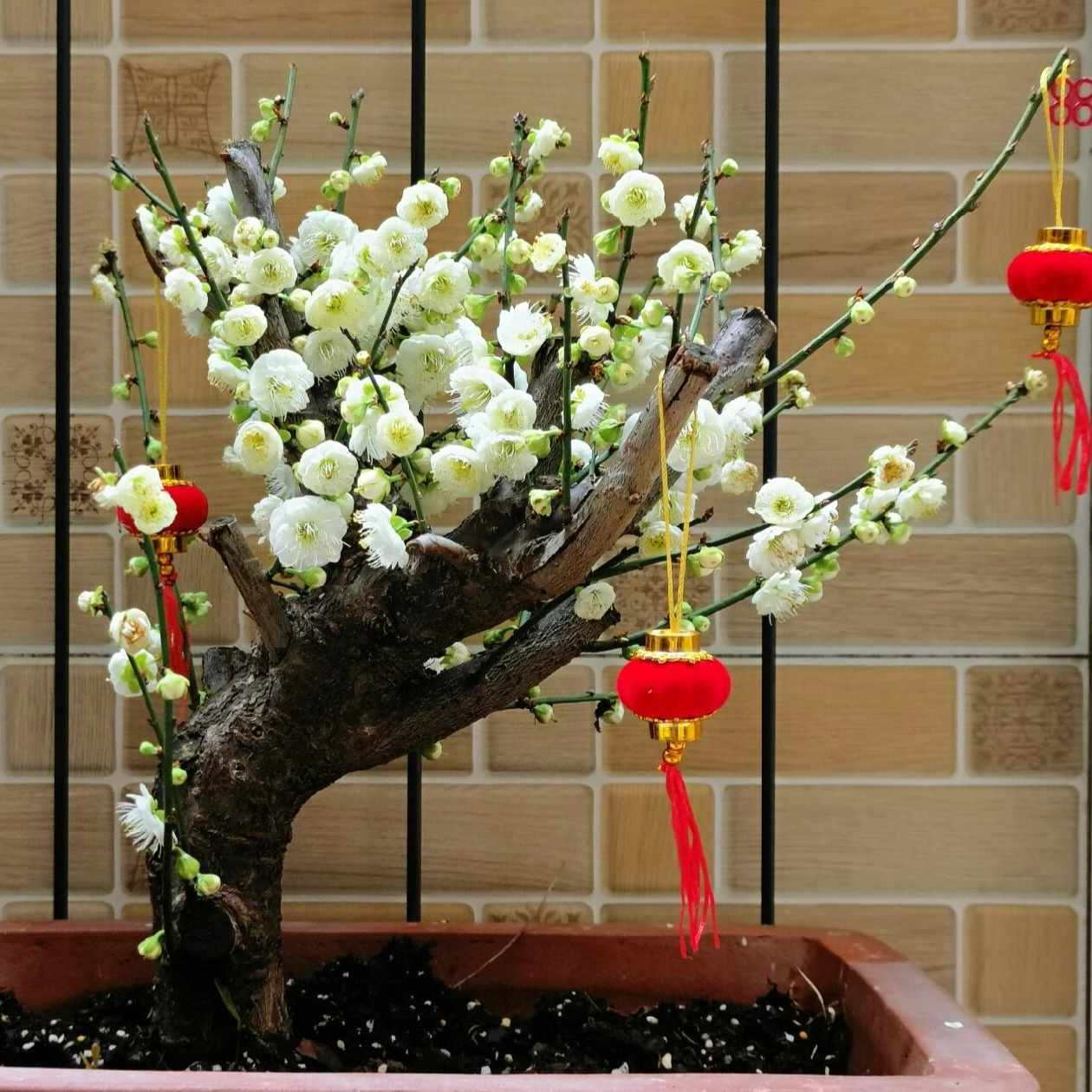 梅花盆景直播间一物一拍扣号码后四位