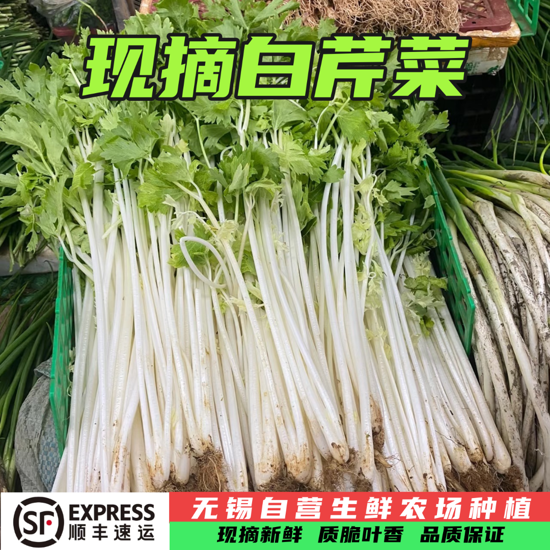 白芹菜 现采现摘 顺丰包邮 适合炒菜白芹菜
