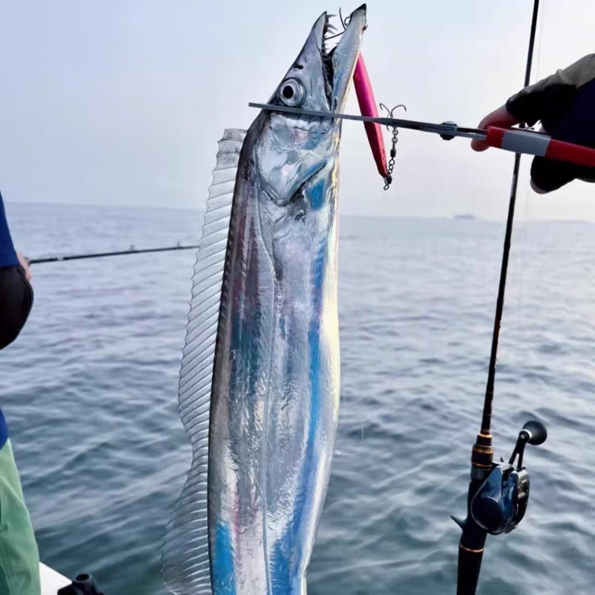 大号海钓带鱼8-7两每条 发6条 无冰衣新鲜速冻顺丰包邮