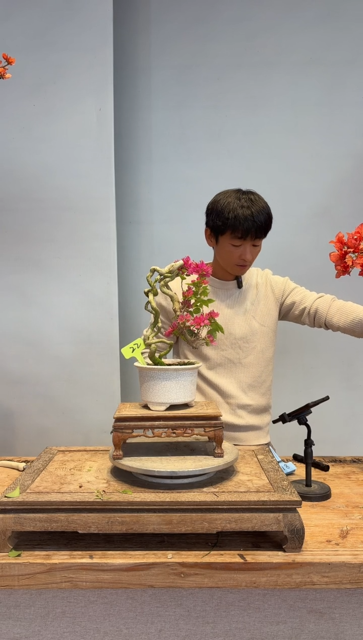 以实际为准三角梅22