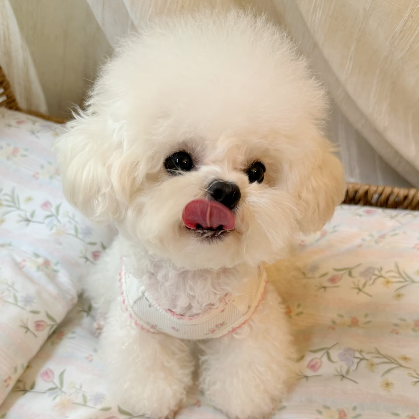 萌源犬舍 活体宠物 狗狗专属链接