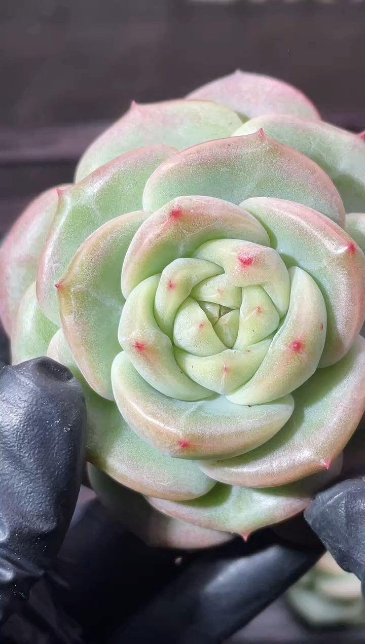 14-5糯冰翡4-5厘米量拍发一颗