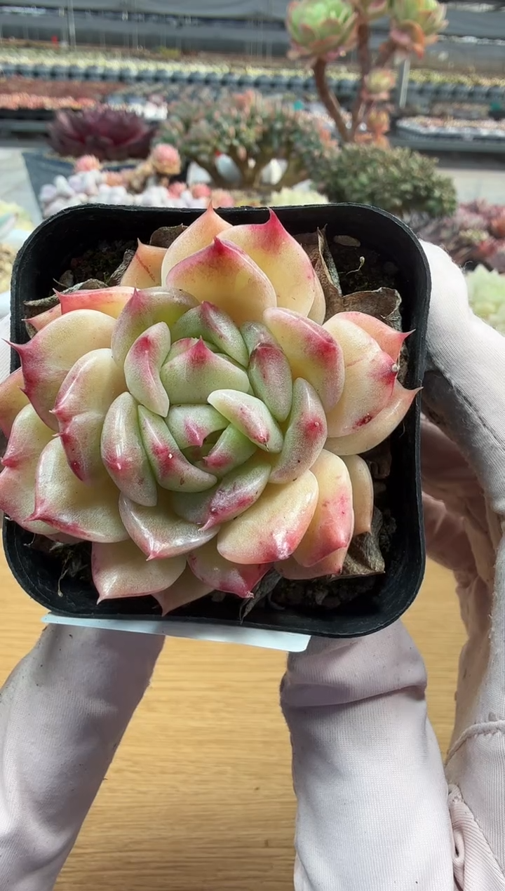 东云多肉园二店-297