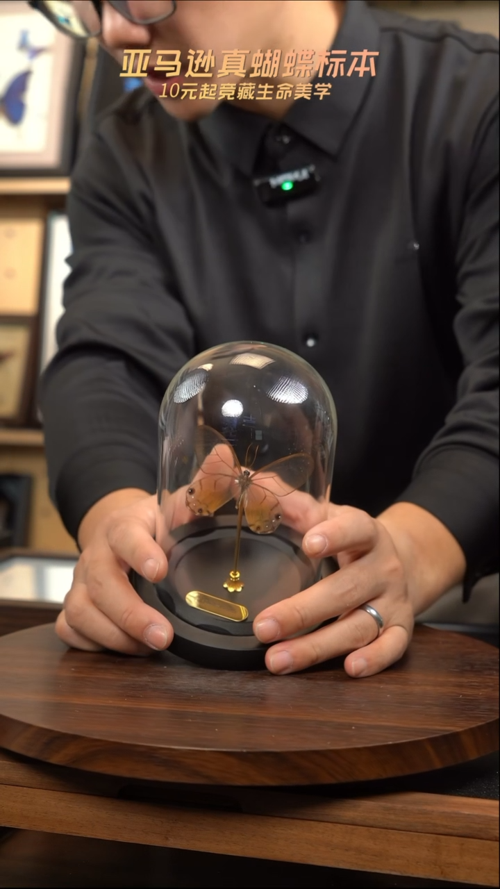 黄晶眼蝶小号玻璃罩