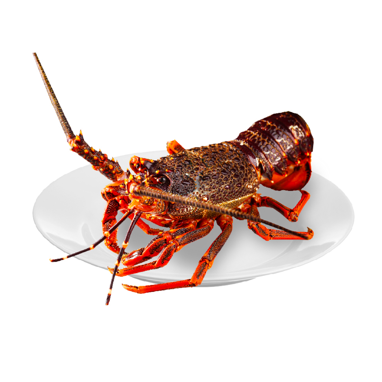 澳洲大龙虾刺身宴请送礼  上海发货-保鲜保肥 低温冷冻发货 SPK