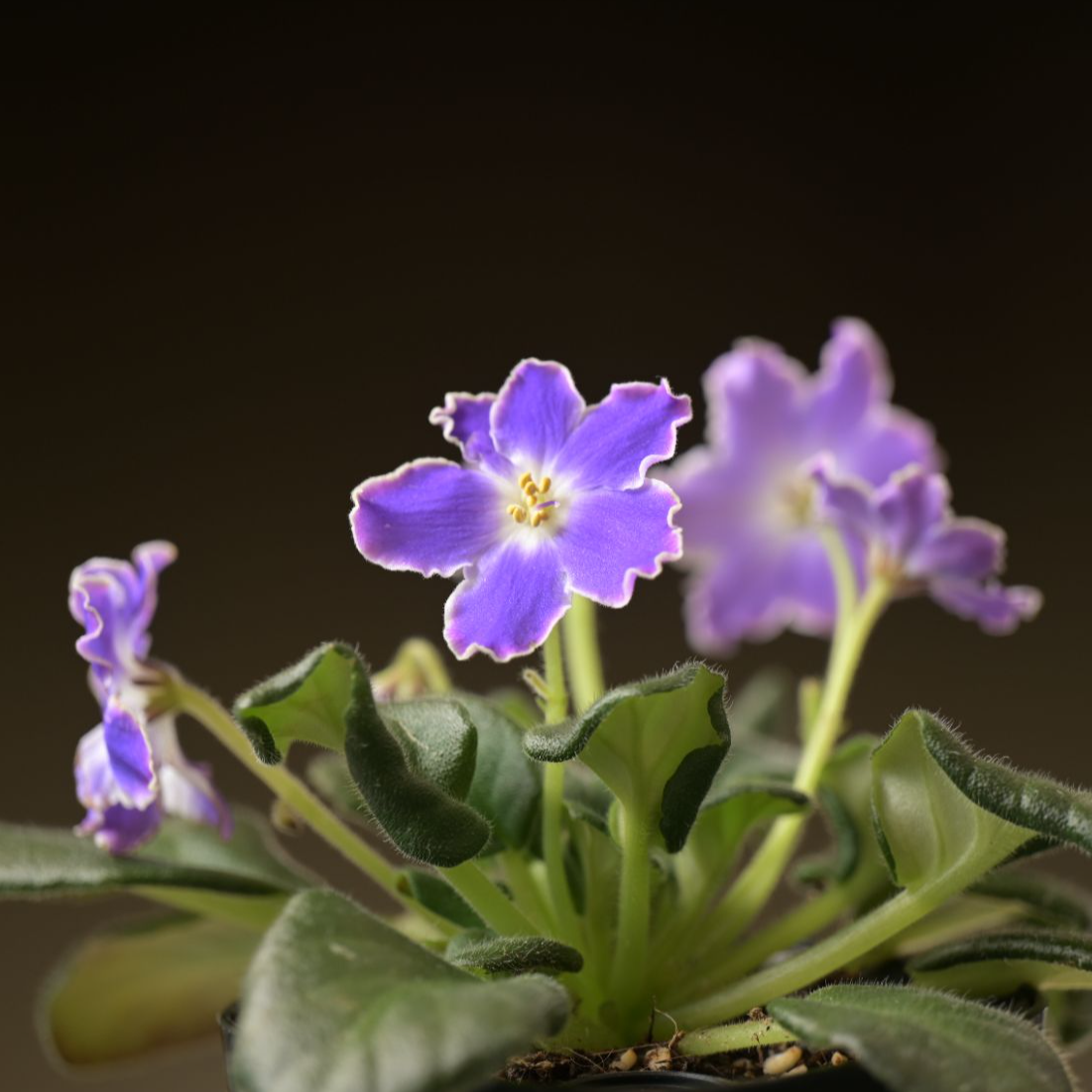 施华洛水晶 迷你款7.5cm盆 非洲堇 四季室内开花 多年生植物