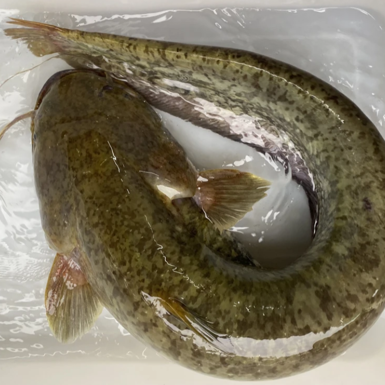 【玉龙湖野生鲶鱼、大口鲶】现抓现发、顺丰快递包活到家、次日达今天拍明天到