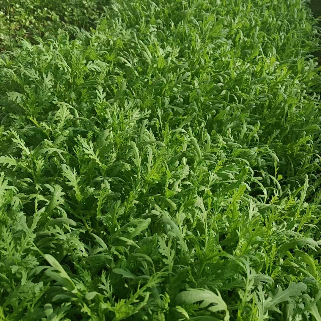 蒿子秆 茼蒿  叶菜  密云本地  每天早上现摘现发 当天次日到 2斤绿色蔬菜