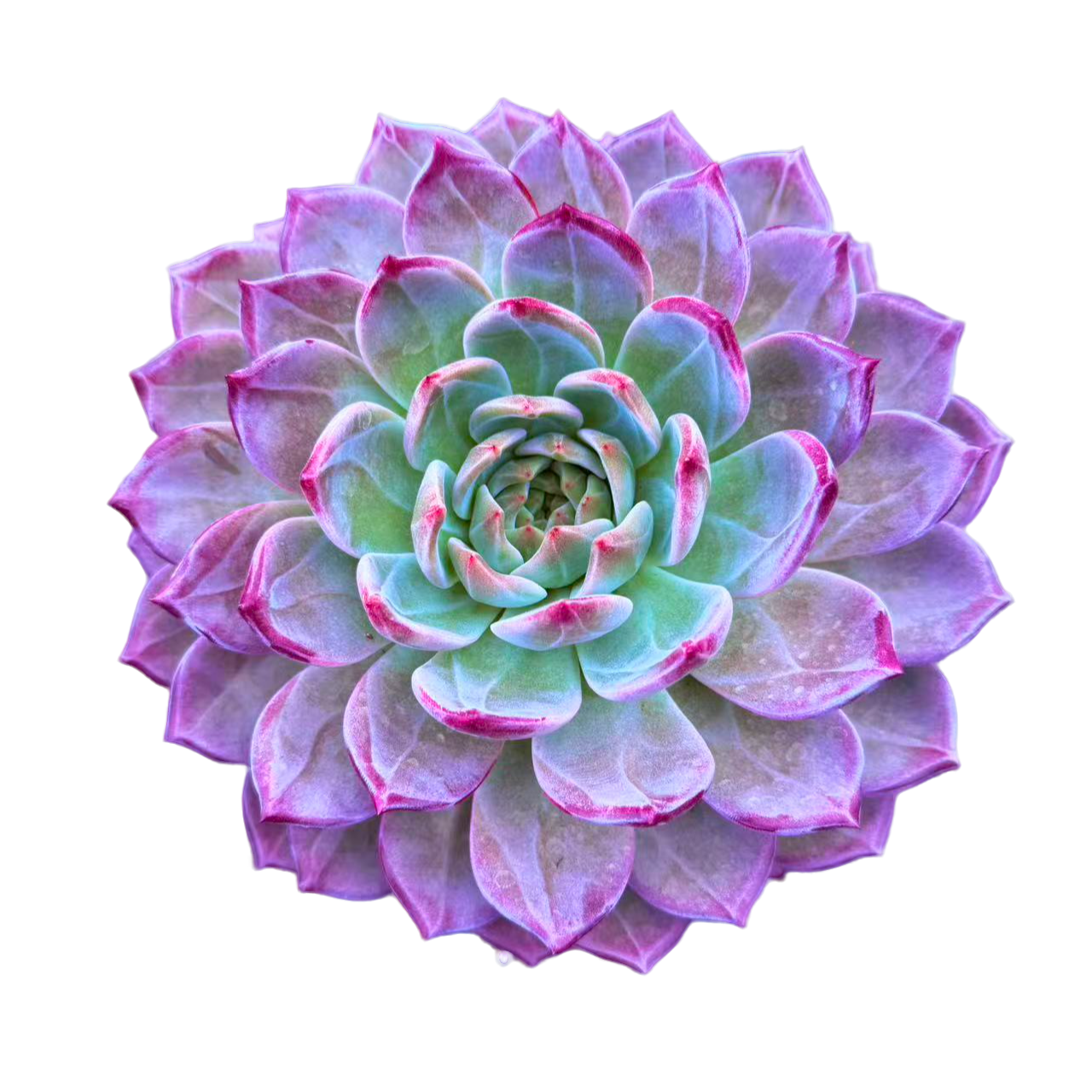 超大夜魔侠精品 昆明柒喜多肉植物满19.9包邮直播间标准精选精养