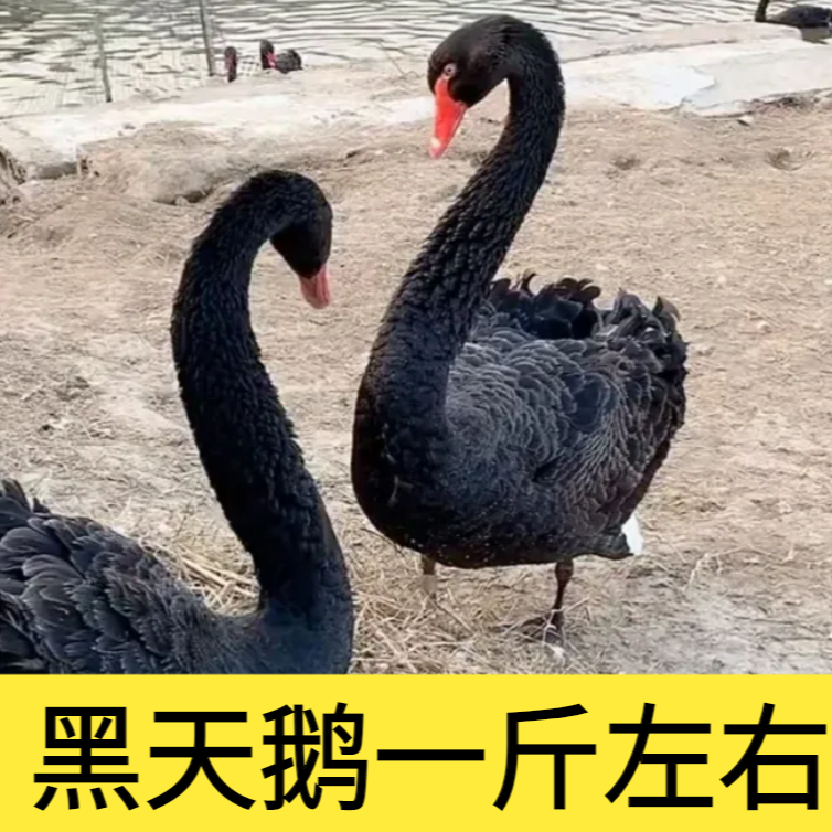 黑天鹅  宠物 顺丰送到家一斤