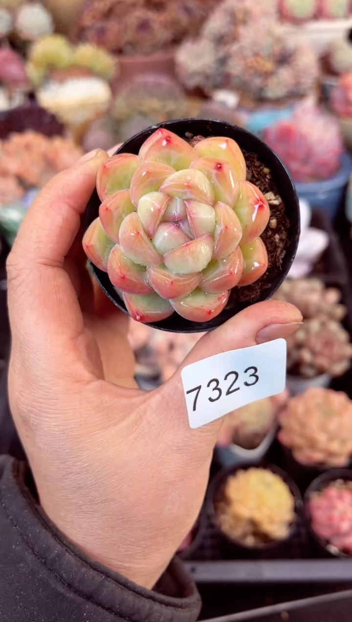 【闪购商品】7323单头多肉