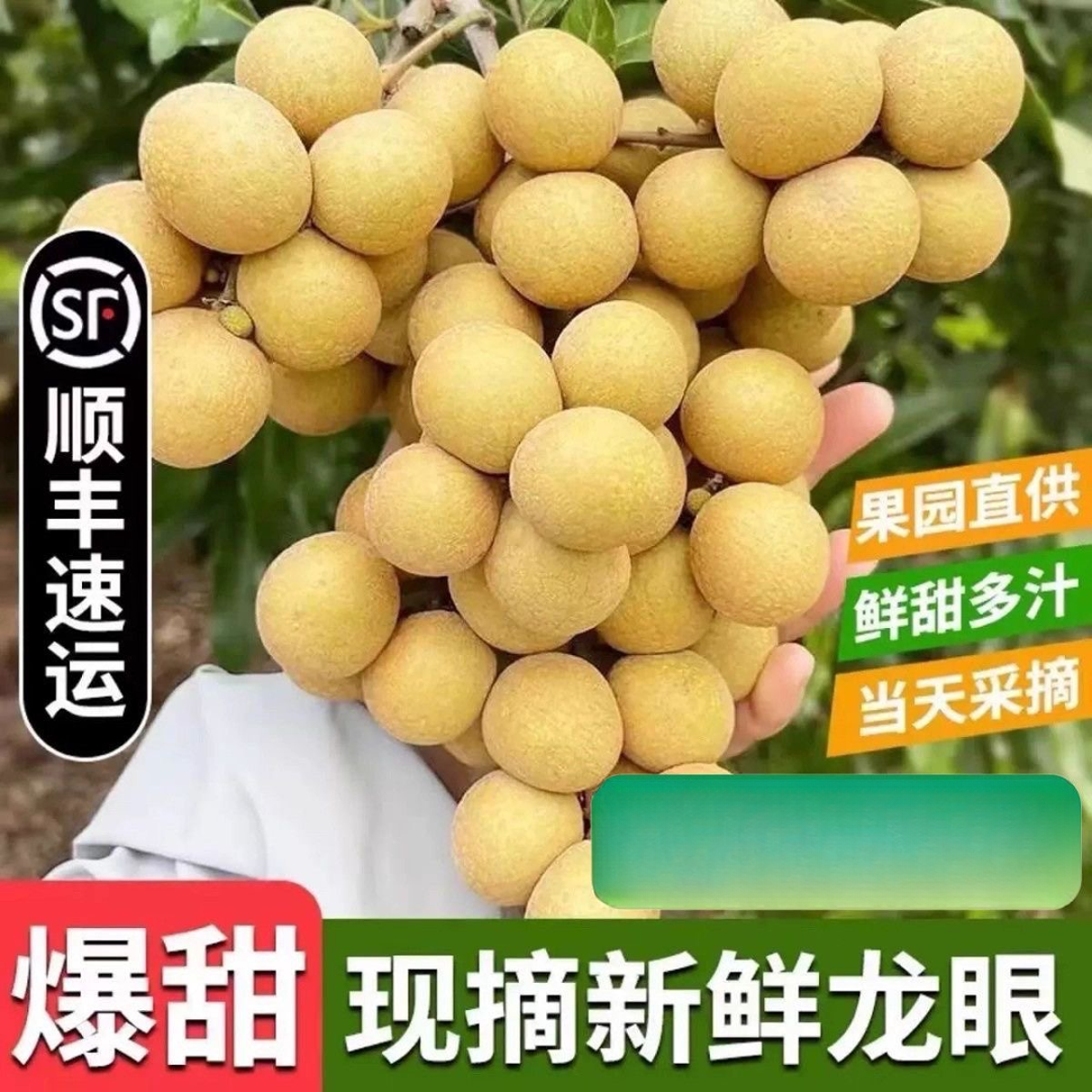 【次日达】2025广东茂名储良龙眼个大饱满汁水足新鲜直发明天到