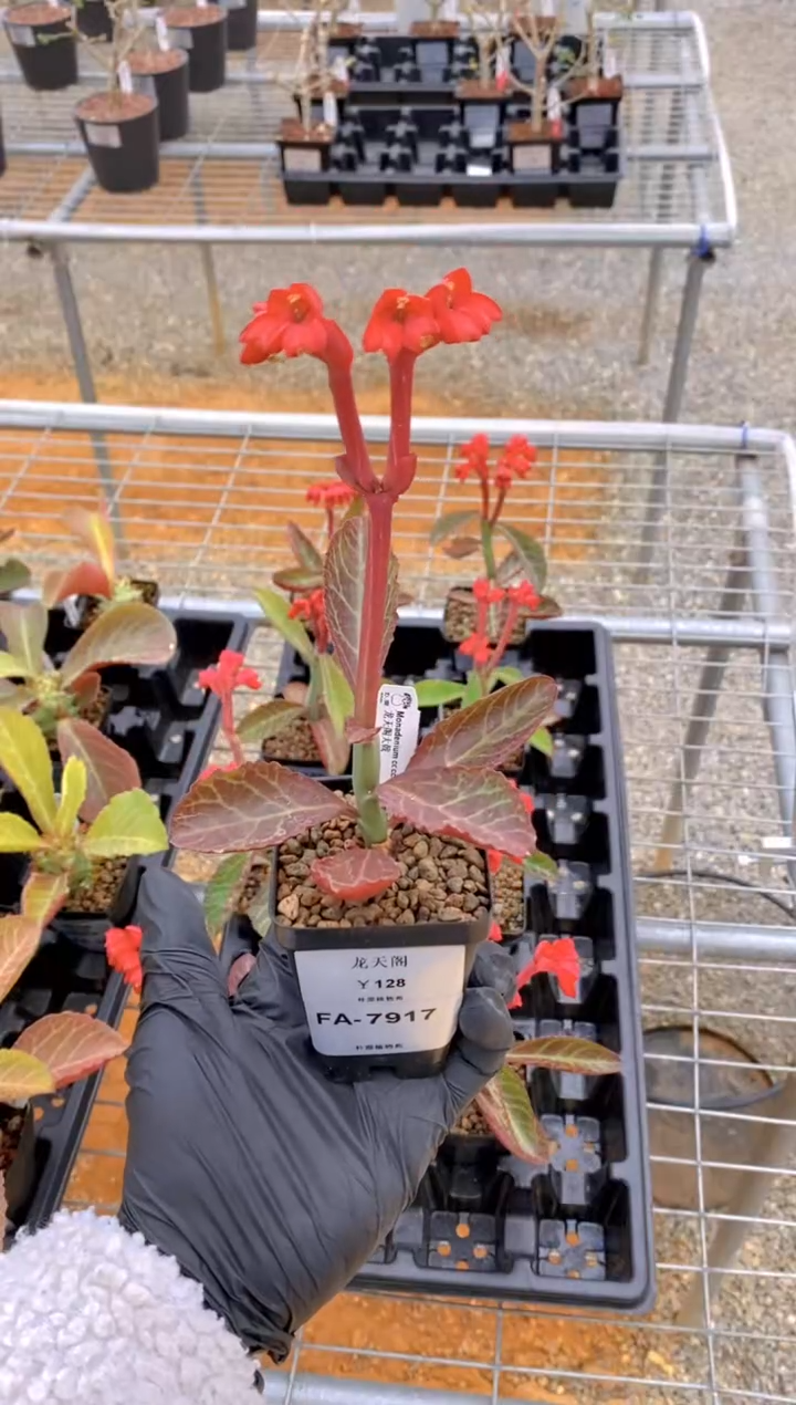 【闪购商品】龙天阁FA-7917