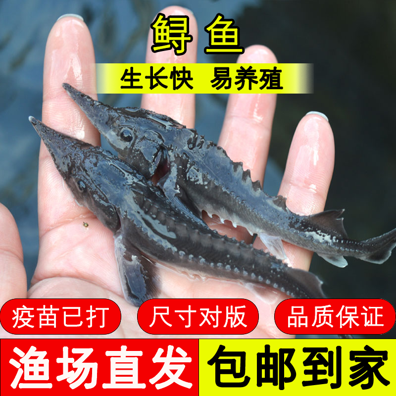 四川鱼苗 西杂鲟 好养殖