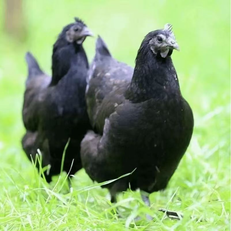 五黑鸡整鸡肉质鲜美45只
