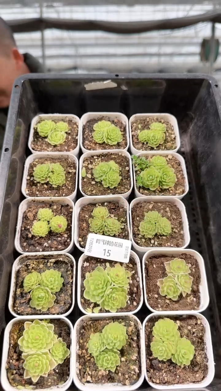 1225-15捕虫堇多肉量拍任意发一颗群生不包整