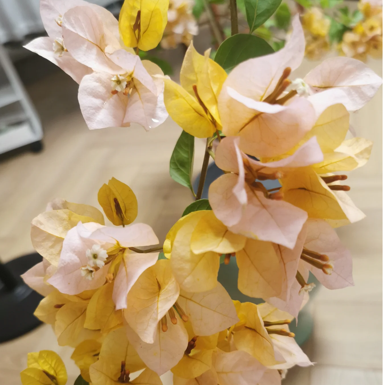 【黄女郎】袋苗勤花爬藤四季开花三角梅不包活