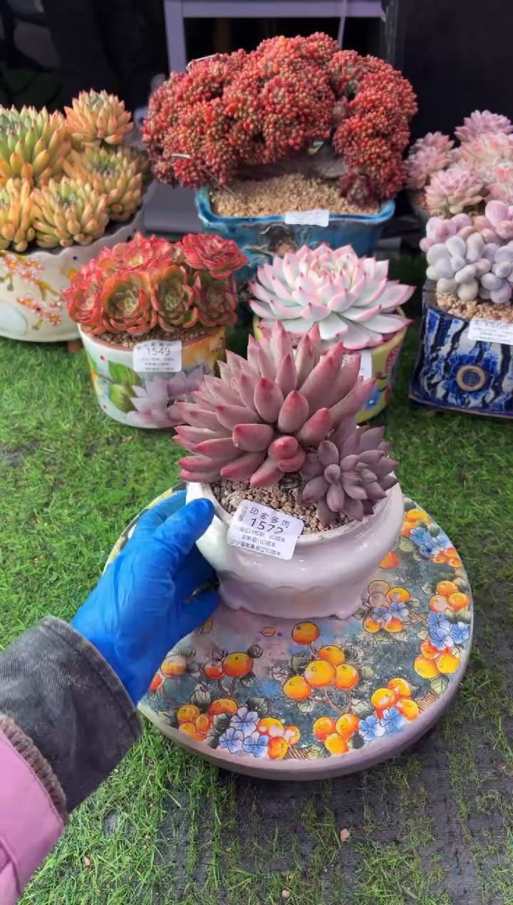 昆明印象多肉1572