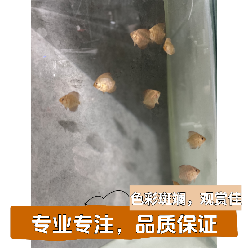 七彩神仙鱼鱼苗2公分左右热带鱼观赏鱼渔场直销红鱼天子鸽子德松