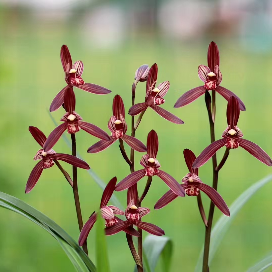 建兰墨宝兰花盆栽绿植兰花草兰草小洛熙事件阮迪慧东方墨兰