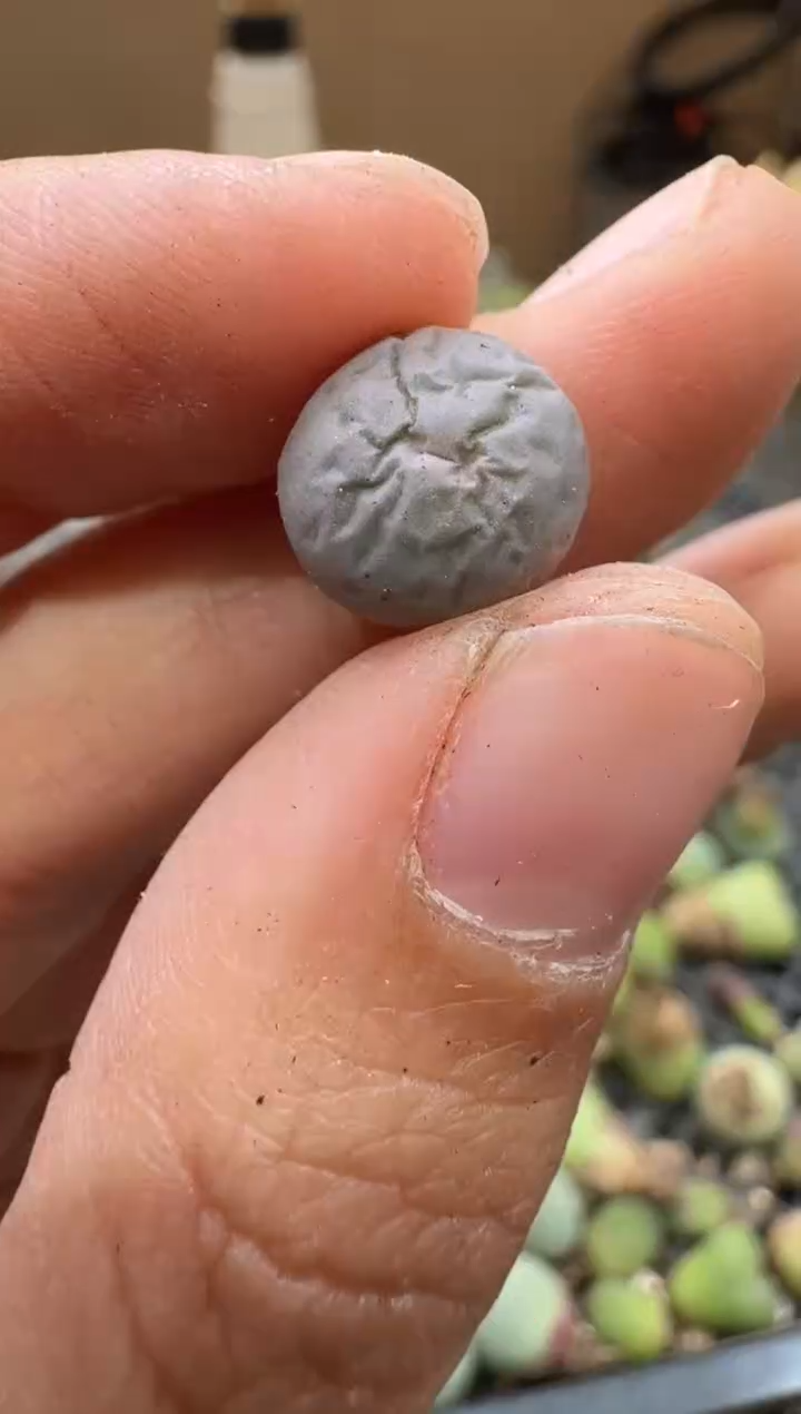 29-213多肉植物肉锥