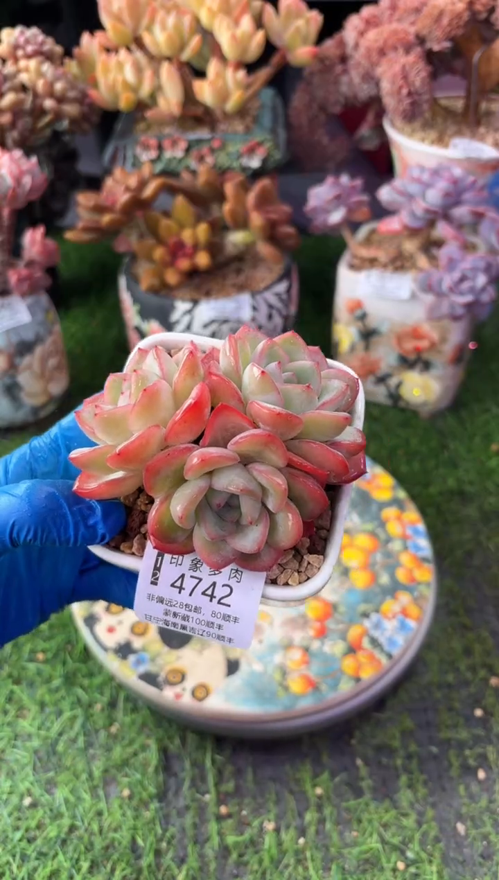 昆明印象多肉4742