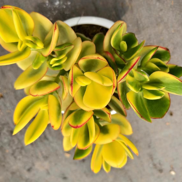 新花月锦3棵 好种好养 新手必拍精品多肉绿植云南发货瑕疵不售后