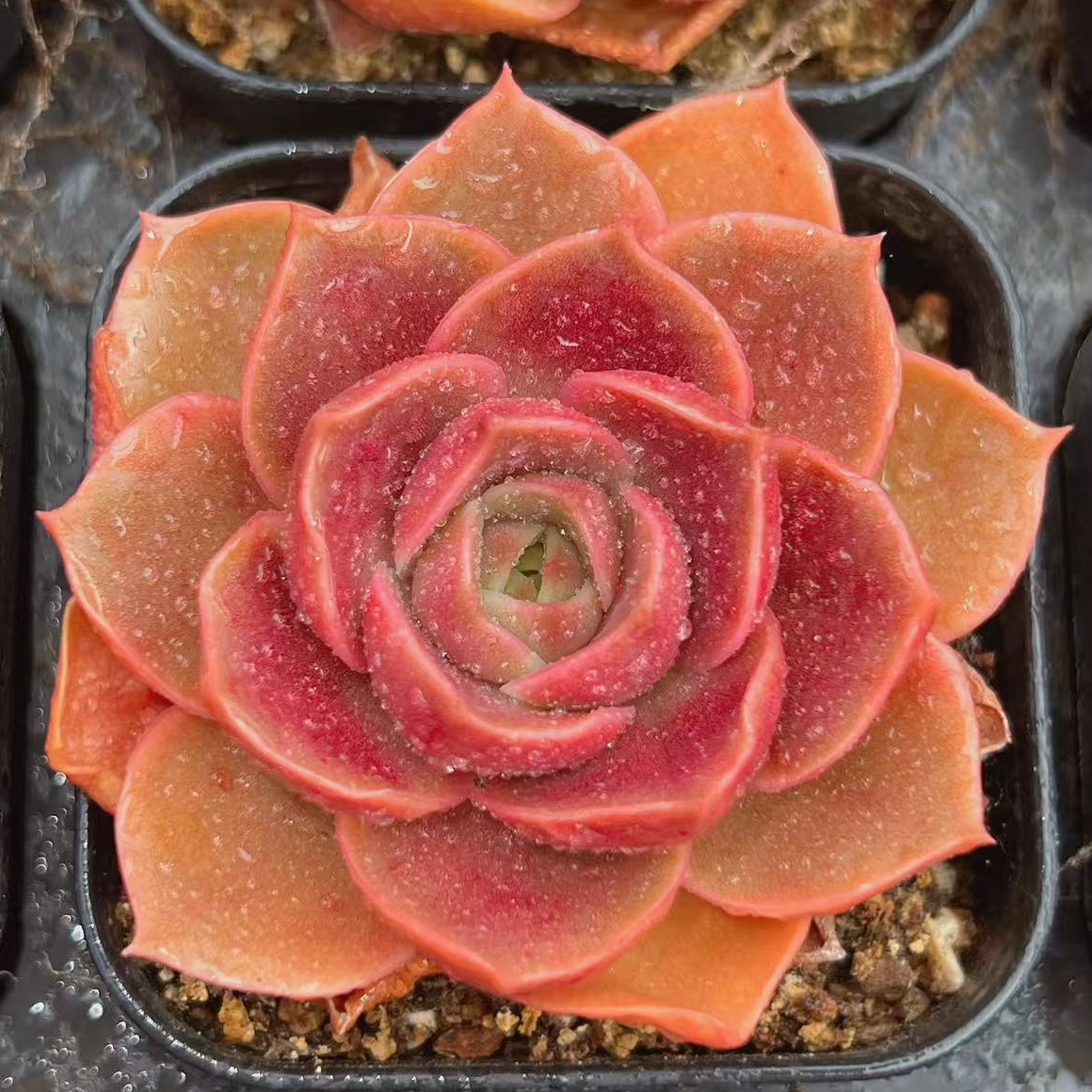 赤焰玫瑰单头（4-6cm）脱土