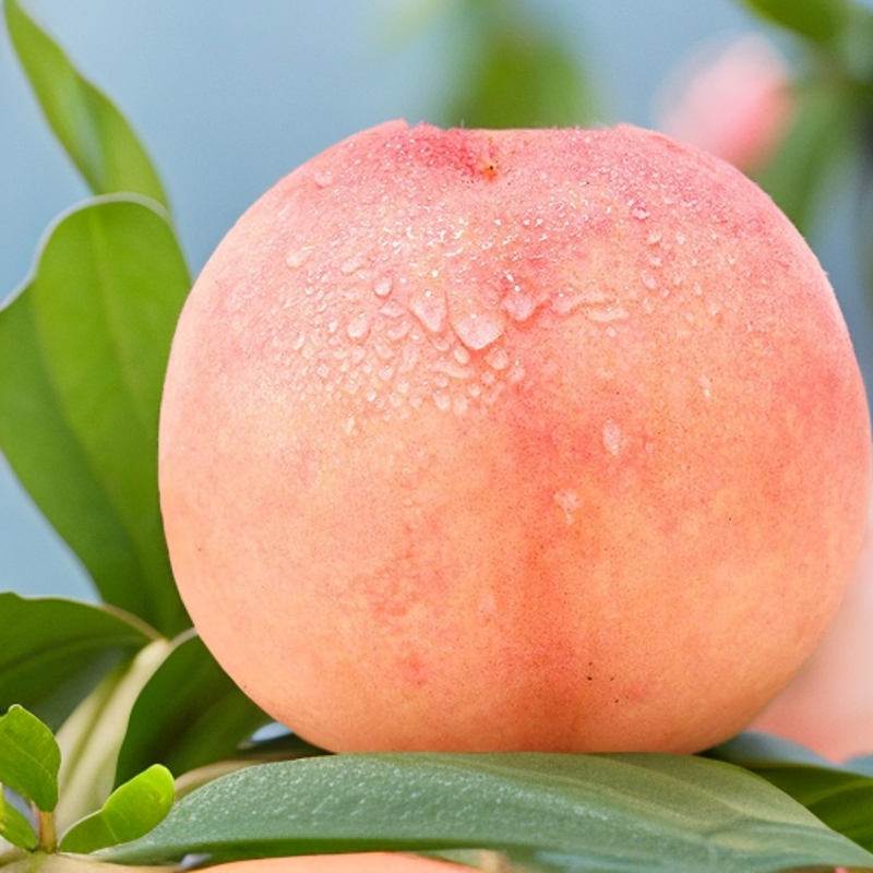 【无锡正宗阳山水蜜桃L】8颗4-5两水蜜桃皮薄爆汁应季新鲜水果桃子江苏省