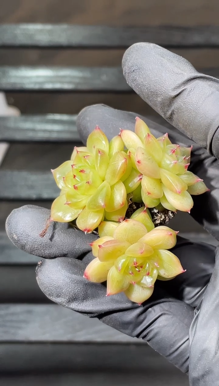 28-58新珍妮群3-4厘米不包整散量拍发一颗