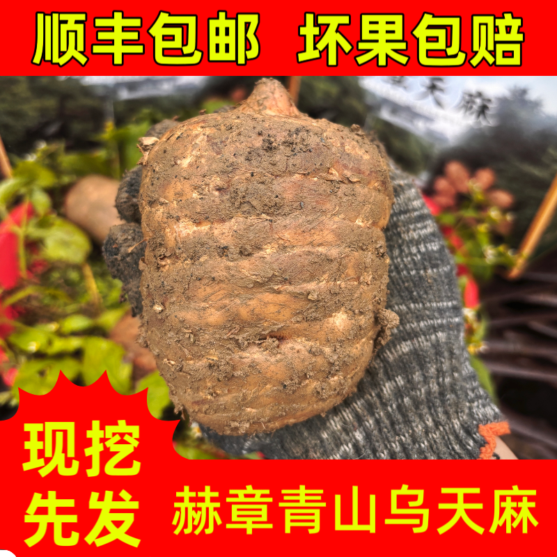 贵州新鲜天麻野生种植现挖现发可炖鸡煲汤滋补品