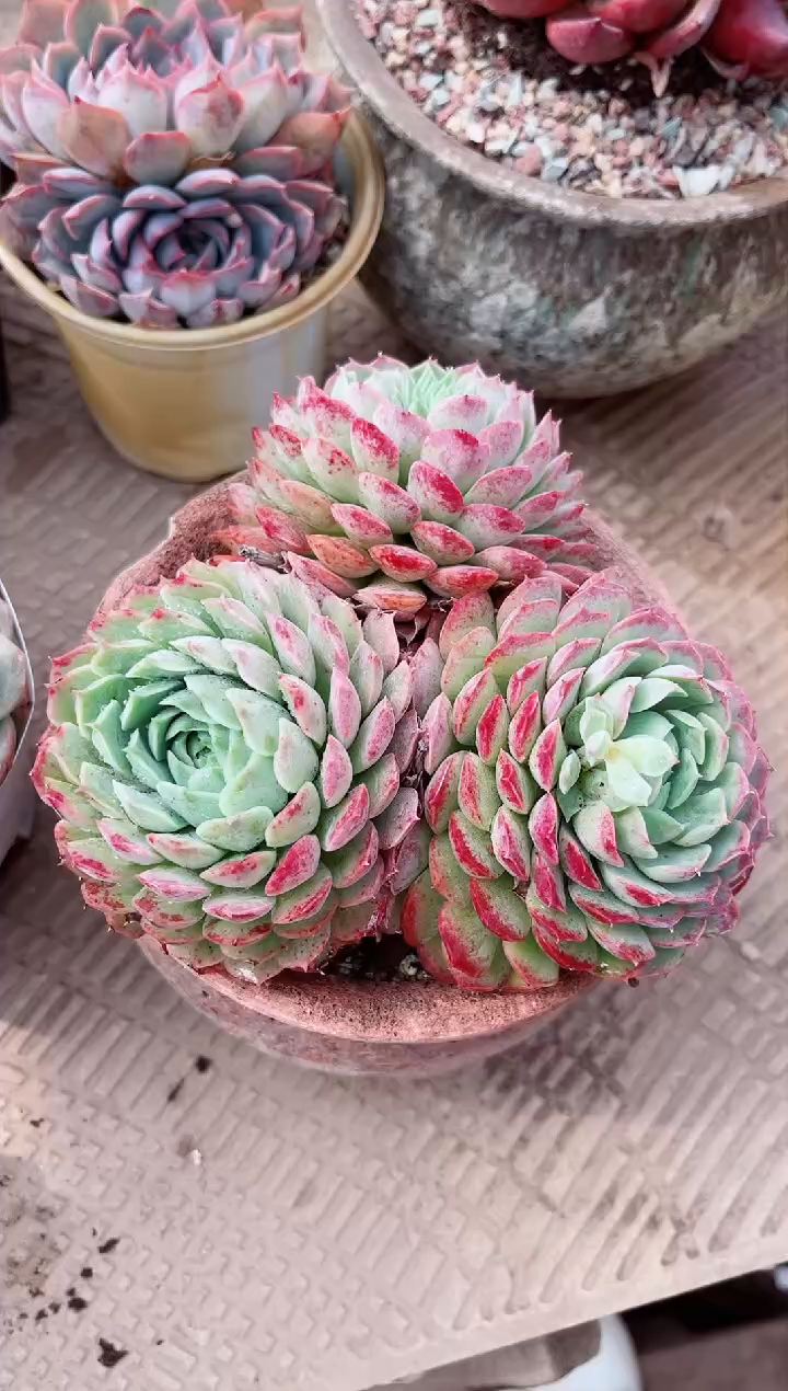 【闪购商品】02488