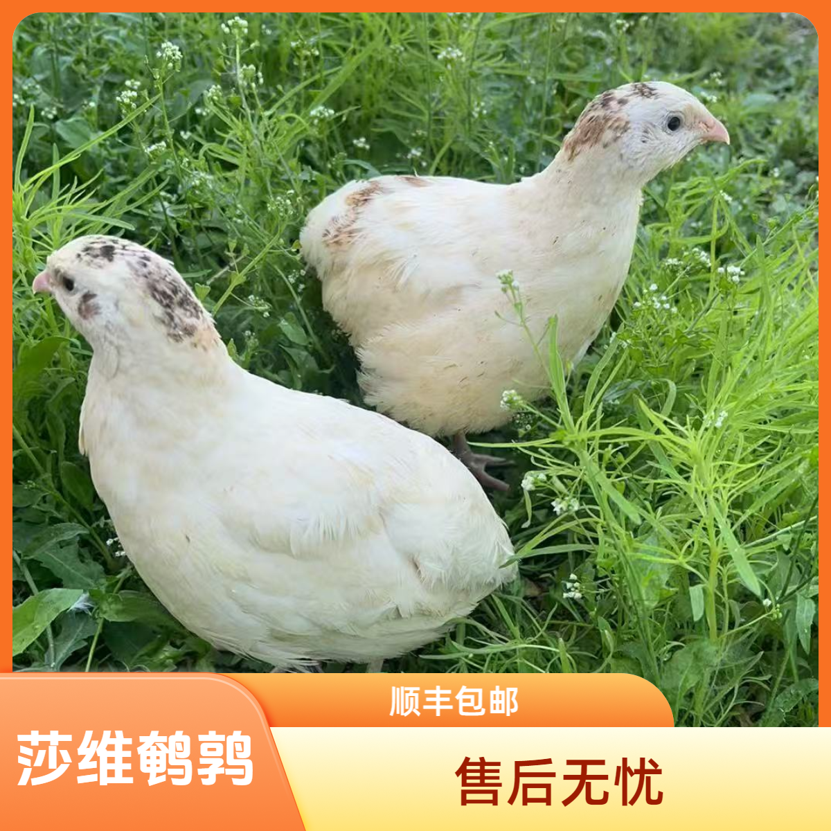 白.黄.非洲黑莎维产蛋鹌鹑顺丰包邮