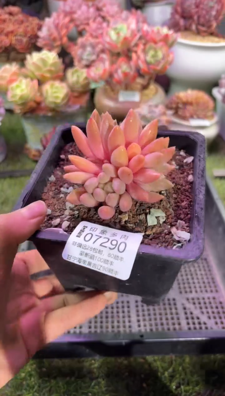 【闪购商品】07290